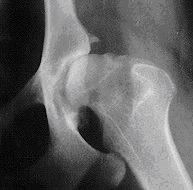 Röntgenfoto heup hond artrose