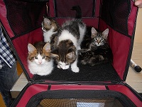 kittens