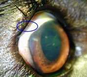 Distichiae Distichiasis | Dierenkliniek Hoogveld