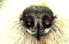 neusvleugelcorrectie 2