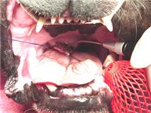 verhemelte correctie 2