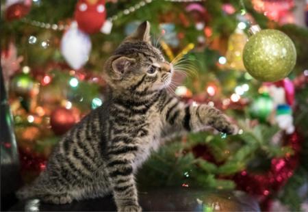 kerstboom kat