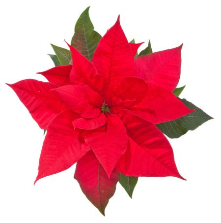 kerstster