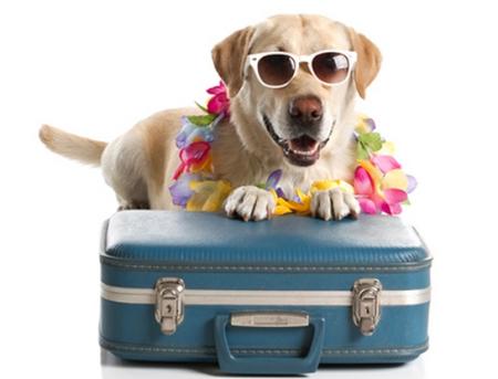 vakantie koffer hond