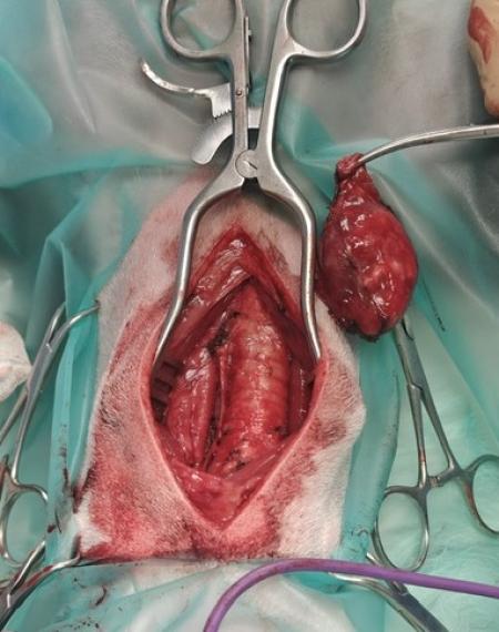 chirurgie eruit