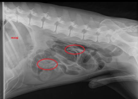 Rx Bumper