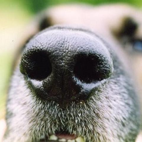 neus hond