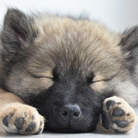 puppy