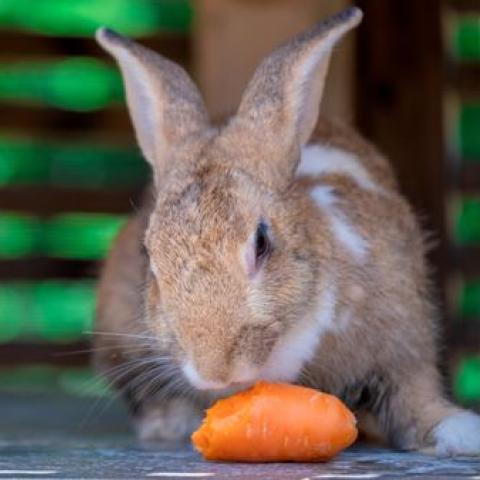 konijn wortel