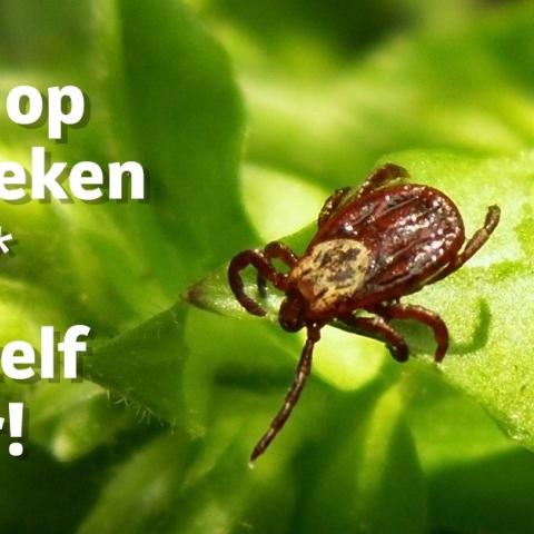 tekenbeten 2