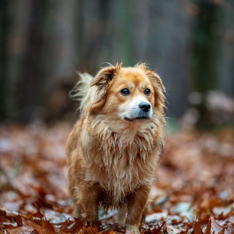 hond alleen herfst